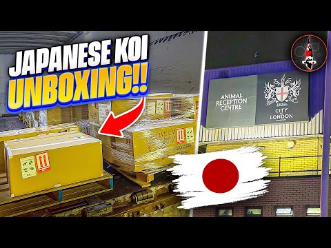 JAPANESE KOI SHIPMENT - UNBOXING!!