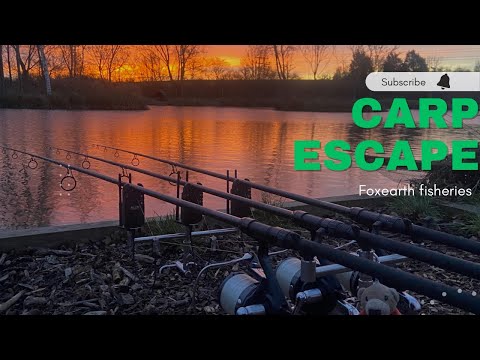 FOXEARTH FISHERIES | CARP FISHING 2023 | CARP ESCAPE