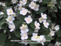 Philadelphus coronarius - Sweet Mock Orange