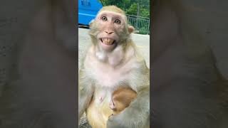 Download lagu monkey laugh🤣🤣🤣 hi hi hi mp3 Download lagu monkey laugh🤣🤣🤣 hi hi hi mp3