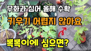 무화과모종 올해 심어 열매 수확해요 키우기 쉽고 무화과나무 뽁뽁이멀칭비닐에 심어보았습니다