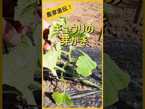 キュウリを育てるかどうか？キュウリをもっと増やすにはどうすればいいですか？  庭園