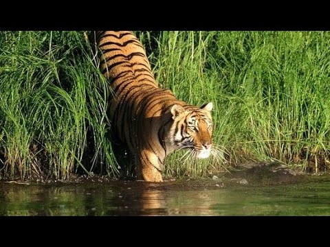 TESOROS DEL MUNDO Parque Nacional de los Sundarbans (Bangladesh