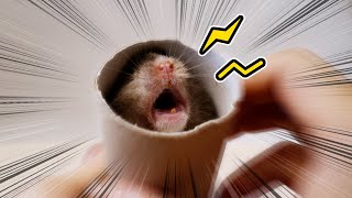 Why Is My Hamster Screaming?