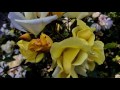 Berkeley Rose Garden 2017. Music: Happiness is Being Together by Shakti