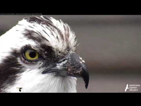 Getting Up Close During Louis's Return to Hellgate – Apr. 6, 2017