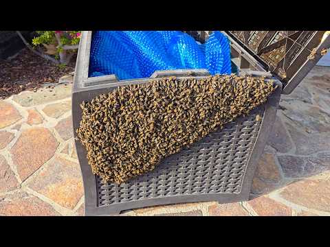 Grabbing a Massive Bee Swarm Bare Handed