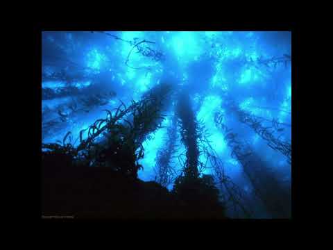 Dj Sergio - Deep Transition Mix