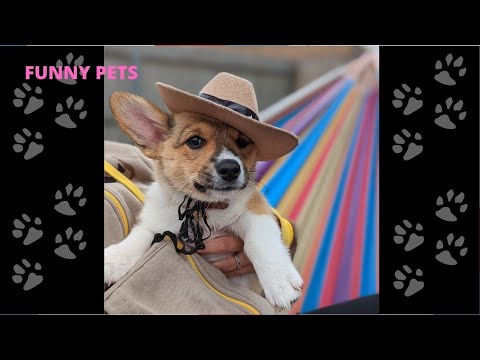 Funny Dogs and Cat | Funniest Pets | Anusha HW channel