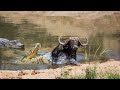 How Crocodile Hunt Buffalo At The River