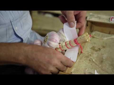 France Tarn Lautrec Farmer and pink garlic / France Tarn Lautrec Agriculteur et ail rose