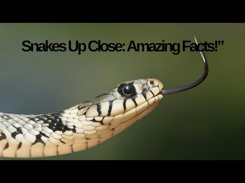 Snakes Up Close: Amazing Facts!