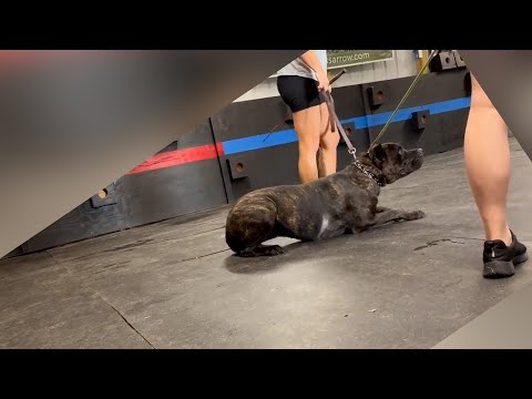 Alleged Animal Cruelty at the Cypress Arrow Cane Corso Training Facility in Lina, LA
