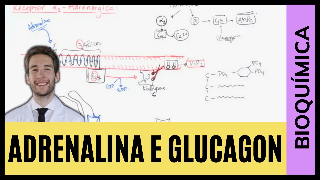 ADRENALINA E GLUCAGON (SINALIZAÇÃO INTRACELULAR)
