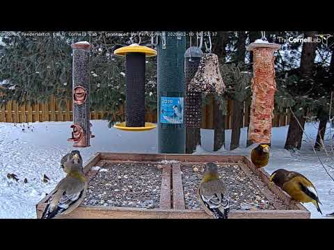 Colorful Evening Grosbeaks Line Up For Breakfast In Ontario – Feb. 10, 2020