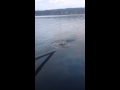 baby harbor seal