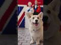 Corgis Visit The New And Updated Royal Family Section At Madame Tussaud S London Dogs Clips Fun