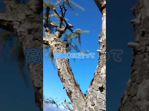  Santolina chamaecyparissus または Santolina 小さなヒノキ - 植栽、手入れ、特性  庭園