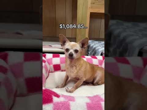 Can you help our rescue dogs⁉️🥺Link in our bio🫶 #amazon #rescuedog #chihuahua #shelter #florida