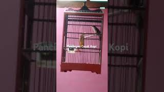 Download lagu Pancingan Cucak Kopi Gacor mp3