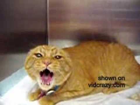 Burger and Fries the Angry Cat