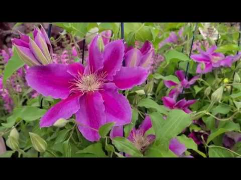 Clematis 'Doctor Ruppel' // A Beautiful Flowering Climber, First Raised in Argentina