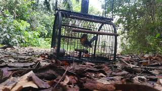 Download lagu Murai buluh hutan bersarang agaknya 🤣 mp3 Download lagu Murai buluh hutan bersarang agaknya 🤣 mp3