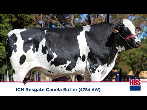 ICH RESGATE CANELA BUTLER (4784 AW) - Touro Girolando 3/4 ABS
