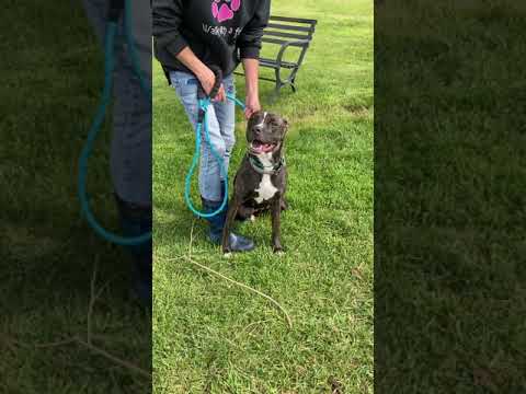 Jazzy, an adopted Boxer & Pit Bull Terrier Mix in Trenton, MO_image-1