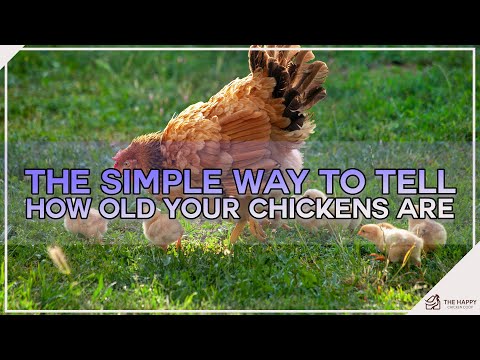 , title : 'The Simple Way to Tell How Old Your Chickens Are'