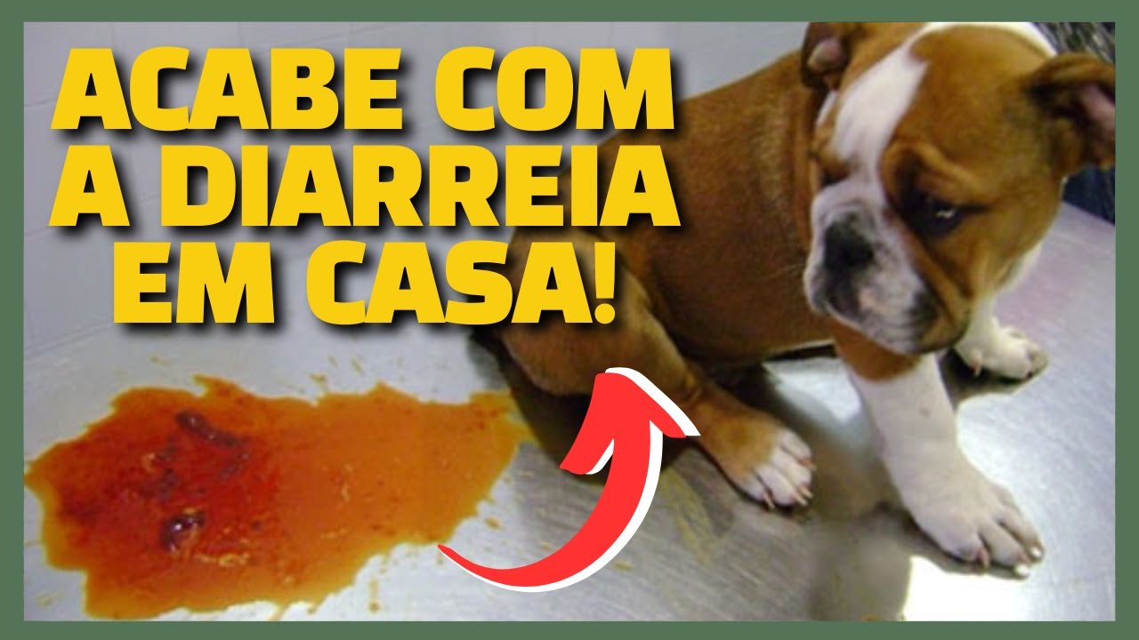 USE ESSES ALIMENTOS para ACABAR com Diarreia em Cachorro e Gato. Cachorro ou Gato com Diarreia.