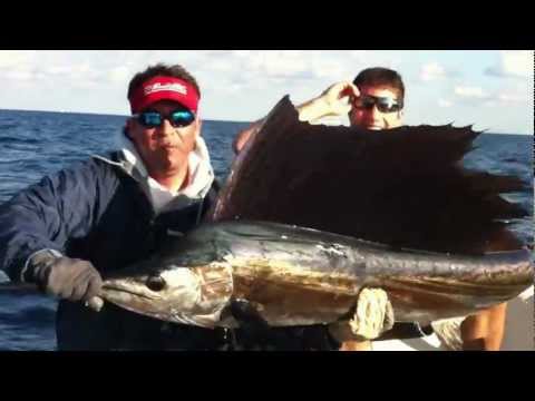 Sailfish Catch and Release off of Key Largo!