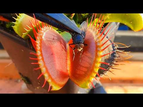 Feeding the Giants—The Largest Venus Flytraps in My Collection (B52s)