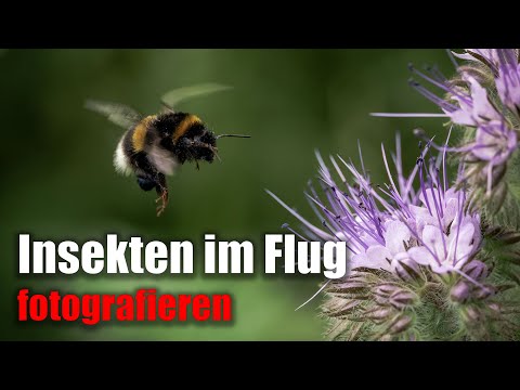 Photographing insects in flight - with the Sigma 105mm f2.8 DG DN Macro and the Sony a7RIII