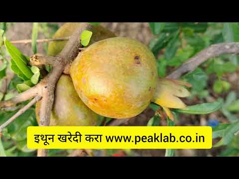 White bacillus subtilis powder