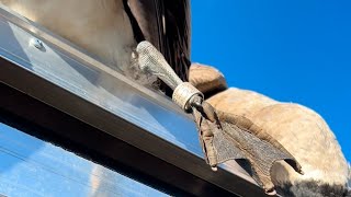 2024 Waterfowl Highlights