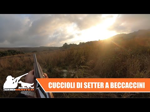 Cuccioli di Setter Inglese - Primi incontri a Beccaccini