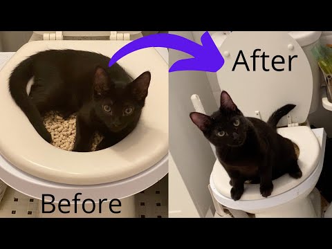 HOW TO TOILET TRAIN YOUR CAT- Using Citikitty.