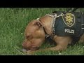 Meet Leonard Ohio S First Pit Bull Police Officer
