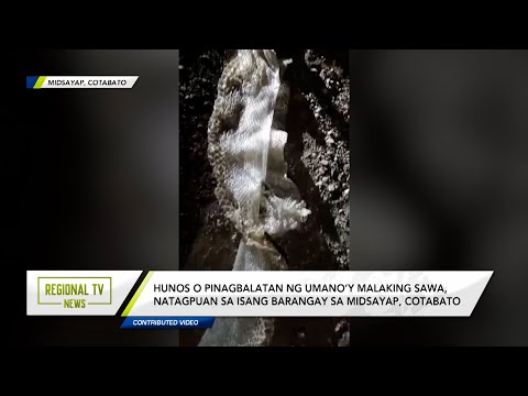 Regional TV News: Hunos o pinagbalatan ng umano’y malaking sawa, natagpuan sa Cotabato