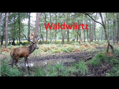 Kampf der Giganten im Wald - Hirschbrunft - mit der Wildkamera unterwegs
