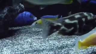 preview picture of video '460 Liter Aquarium 01.08.2014 Euskirchen Malawi'