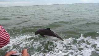 preview picture of video 'Captiva Island, Florida Dolphin Watch Cruise'