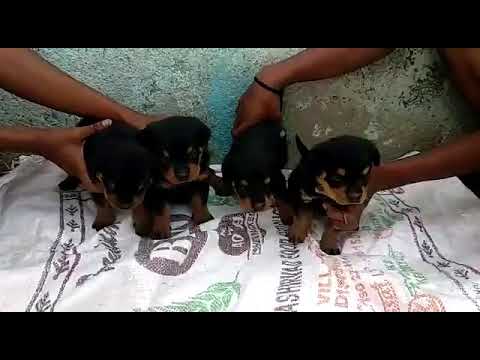 Rottweiler pups for sale best quality