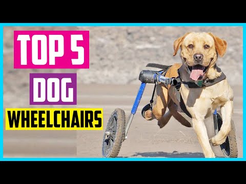 Las 5 mejores sillas de ruedas para perros de 2026