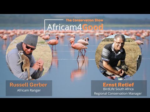 Africam4Good | Flamingos with Ernst Retief