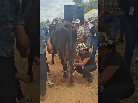 Muestra de ordeño en Quebradanegra Cundinamarca.