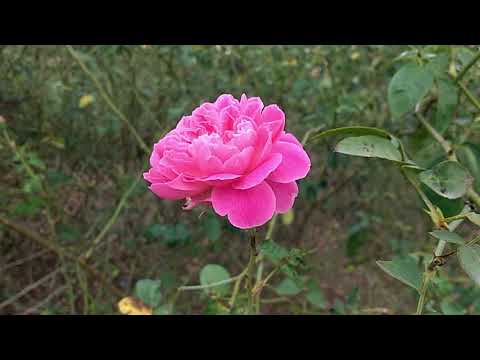 Beautiful Rose Garden/Roses in the world/relaxation flowers