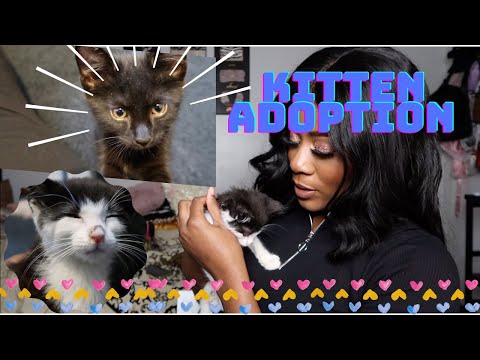 I adopted two kittens! | Dez Hopkins | *adorable*