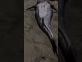 Real Mermaid 🧜‍♀️ seen in Ukunda, Diani, Mombasa kenya